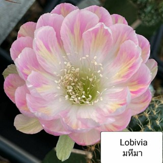 Lobivia มหึมา โลบิเวีย สวยๆ หน่อเด็ดสด cactus