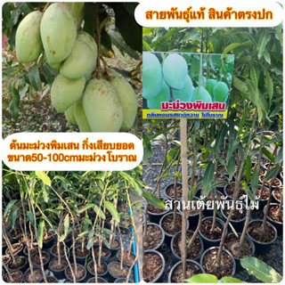 ต้นมะม่วงพิมเสน 🥭กิ่งเสียบยอด 🥭ขนาด50-100cmมะม่วงโบราณ