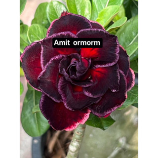 ชวนชมดอกซ้อน  -  อมิต Amit สีแดงขอบดำและยังขอบชมพู