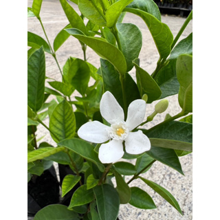 ต้นพุดพิชญา ดอกไม้สีขาว ( 2 ต้นราคา 60 บาท) Patsorntree
