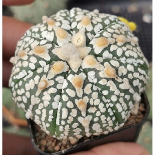 แอ​สโตร​ไ​ฟตั้​ม super  ลุ้นวี ขนาดใหญ่​ #แคสตัส castus​ astrophytum แอสโตร แอสโตร​ไ​ฟตั้​ม แอสโตรไฟตัม แอสโตรวี super​