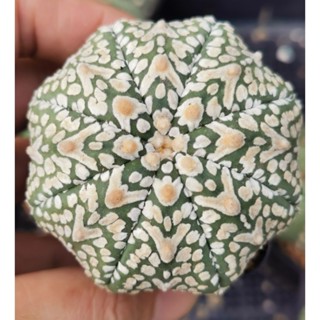 แอ​สโตร​ไ​ฟตั้​ม  ให้ดอกแล้ว วี  #แคสตัส castus​ astrophytum แอสโตร แอสโตร​ไ​ฟตั้​ม แอสโตรไฟตัม กระบองเพชร แอสโตรวี