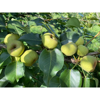 สาลี่เขียวญี่ปุ่น (Tottori Pear 🍏) มีจำนวนจำกัด 🌿ราคากิ่งตอน 300บาท/ขนาดสูง 60 - 70 ซม.