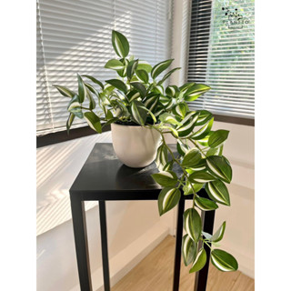 ต้นไม้ปลอม ก้ามปูหลุดด่าง กระถางกว้าง 11 cm ความยาวย้อย 30 c…