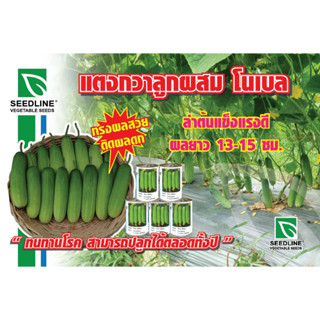 เมล็ดพันธุ์แตงกวา โนเบล สตาร์ NOBEL บรรจุ 50 กรัม และ 100 กรัม จาก SEEDLINE ผลผลิตตรงตามความต้องการของตลาด
