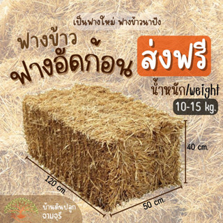 (ส่งฟรี)ฟางอัดก้อน ฟางแห้ง ฟางข้าวแห้งอัดก้อน จำนวน 1 ก้อนใหญ่10-15kg จัดส่งฟรีถึงบ้านยกเว้นเกาะใช้เวลาจัดส่ง 3-5 วันค่ะ