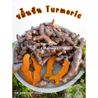 ขมิ้นชัน ขมิ้นชันสด 1กิโลกรัม Turmeric 1kg