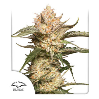 Auto Trichome &amp; Cream Dutch passion 7 autoflowering cannabis seeds เมล็ดกัญชา 420 seeds