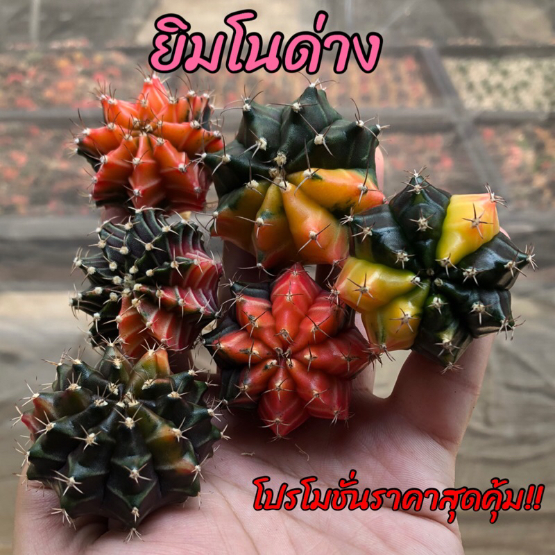(ซื้อ🚩5แถม1🔥)ยิมโนด่างแม่พันธุ์ต้นใหญ่พร้อมให้ดอก ราคาส่ง ถูกที่สุด