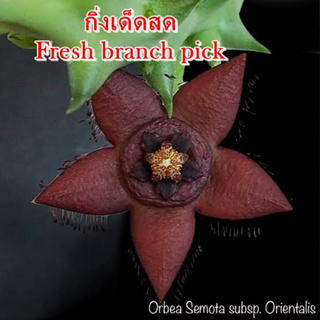 เก๋งจีน Orbea Semota subsp. Orientalis *กิ่งเด็ดสด* แคคตัส ไม้อวบน้ำ Cactus and Succulent