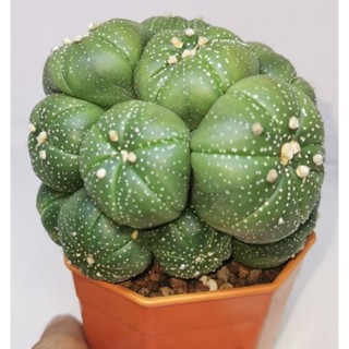 แอสโตรไฟตั้ม กอ  #แคสตัส castus​ astrophytum แอสโตร แอสโตร​ไ​ฟตั้​ม แอสโตรไฟตัม กระบองเพชร แอสโตรวี super