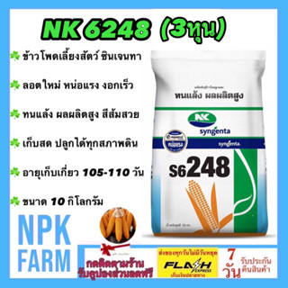 ข้าวโพดเลี้ยงสัตว์ เอ็นเค NK 6248 เบอร์3 (3 หุน) 10 กิโลกรัม หมดอายุ07/67 ซินเจนทา ข้าวโพดสัตว์ เมล็ดเล็ก ลอตใหม่หน่อแรง