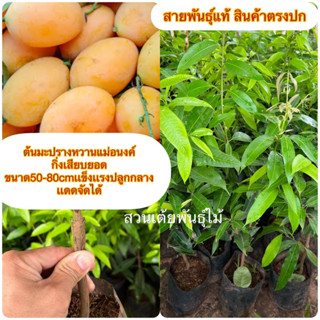 ต้นมะปรางหวานแม่อนงค์ ❗️กิ่งเสียบยอด ขนาด50-80cm❗️เเข็งเเรงปลูกกลางเเดดจัดได้