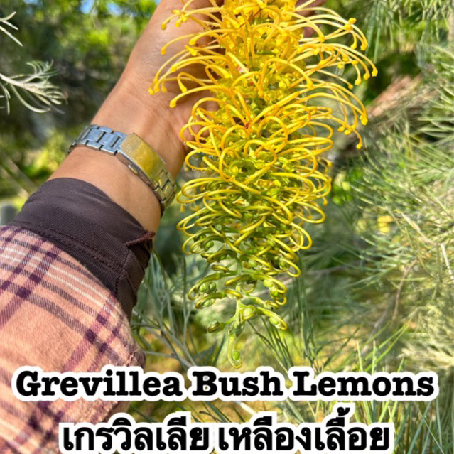 ขายกิ่งพันธุ์แบบกิ่งทาบ สนเกรวิลเลีย "Grevillea สีเหลืองเลื้อย ถุงดำสูงประมาณ 100cm.-1.20เมตร