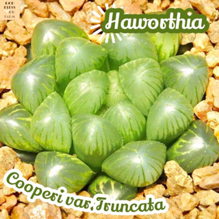 [ฮาโวเทียหยดน้ำ] Haworthia Cooperi var.Truncata ส่งพร้อมกระถาง แคคตัส Cactus Succulent Haworthia Euphorbia ไม้หายาก