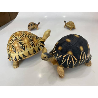 Radiated tortoise model โมเดลเรซิ่น เต่าราเดียตา ขนาดกลาง