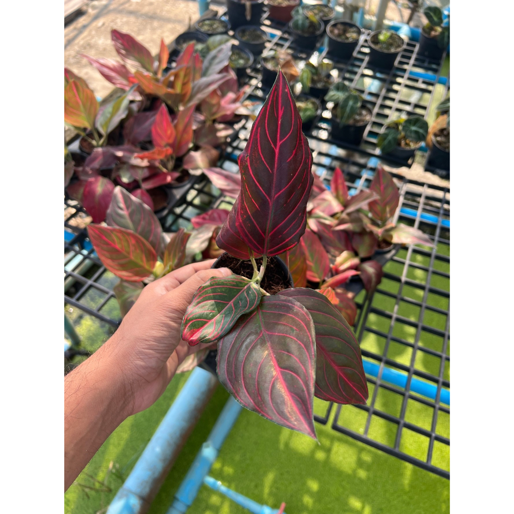 มุมมอง 3