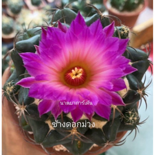 ช้างดอกม่วง กระบองเพชรหายาก Coryphantha elephantidens