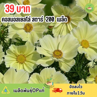 เมล็ดพันธุ์ ดอกคอสมอสเหลือง เยลโล่สตาร์ บรรจุ 200 เมล็ด