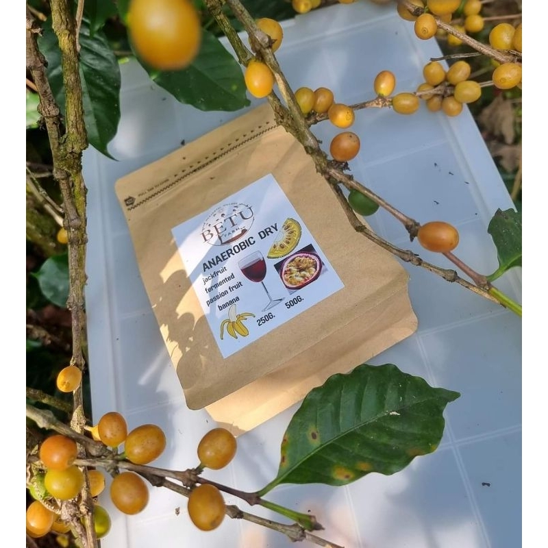 เมล็ดกาแฟคั่วอ่อน DRY PROCES บ้านแม่จันใต้ 250g