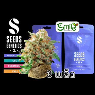 เมล็ดกัญชา Naza (Auto) - Seeds Genetics.Co