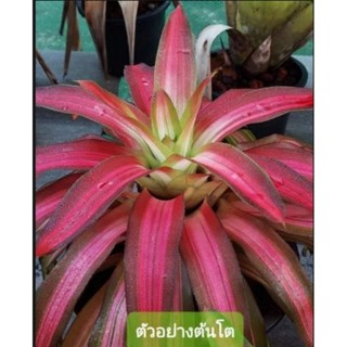 สับปะรดสี นีโอ พิโคโล่ จำนวน 1 ต้น จัดส่งแบบถอดกระถาง ต้นไม้สวยงาม ฟอกอากาศ ต้นไม้มงคล