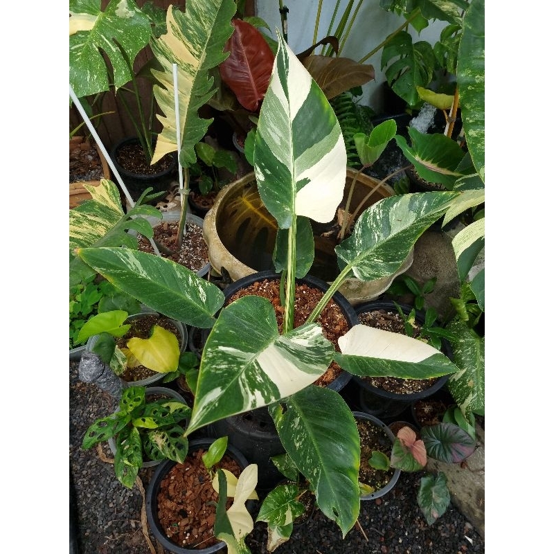 philodendron green congo variegated (ตัวแท้)