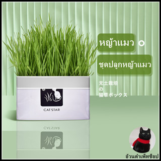 ข้าวสาลีแมว หญ้าแมว หญ้าแมวชุดพร้อมปลูกต้น ต้นอ่อนข้าวสาลี ต…
