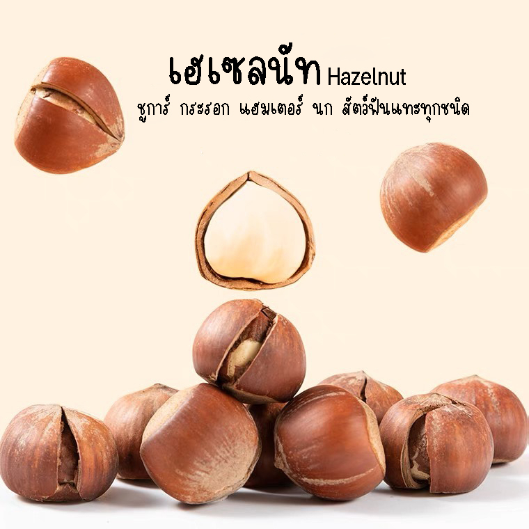 เฮเซนัท ลับฟัน สำหรับ กระรอก เเฮมเตอร์ ชูการ์ สัตว์สายฟันแทะห้ามพลาด...!!!! ( เเบ่งขาย 2 ลูก )