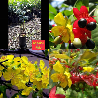 (1ต้น) สูง 50-55cm ต้น ดอก ต้นมิกกี้เมาส์ มิกกี้เมาส์ Mickey Mouse Plant ดอกมิกกี้เมาส์ / ประภัสสร