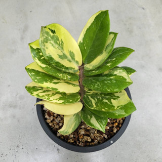 กวักมรกตด่าง (Zamioculcas Zamiifolia Variegated) ไม้ด่าง ไม้มงคล จัดส่งพร้อมกระถาง