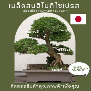 ☀️sunsecrets🍀 เมล็ดพันธุ์ต้นสนฮิโนกิ(Hinoki Cypress Bonsai Seeds)