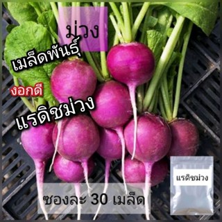 เมล็ดแรดิช ม่วง เมล็ดพันธุ์แรดิชม่วง ซอง30เมล็ด กรอบ อร่อย งอกดี พร้อมส่ง