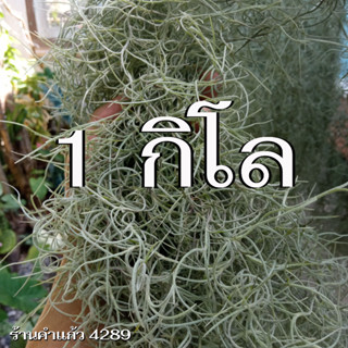 ต้นเคราฤาษีแบบชั่งกิโล (1 กิโลกรัม) หนวดฤาษีคัดพิเศษ ความยาว 70-90 ซม. (Spanish Moss) ต้นไม้ฟอกอากาศ ราคาถูก