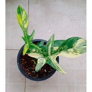 Philodendron Florida Beauty ฟิโลเดนดรอน ก้ามกุ้งด่าง