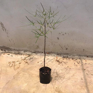 บอทเทิลทรี (Queensland bottle tree)ต้นขวด ไม้ยักใหญ่ สูง 65-75 ซม.