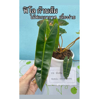 ฟิโล ก้านส้ม: Philodendron bilietiae ไม้ฟอกอากศ 🌿ไซส์ใหญ่ 🌿เลือกต้นได้🌿รับประกันความเสียหายจากการขนส่ง