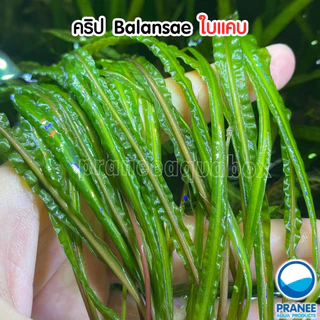 คริป Cryptocoryne Balansae ต้นไม้น้ำ มี 2 ชนิด พร้อมปลูก ตกแต่งตู้ปลา ***กรุณาอ่านรายละเอียดก่อนสั่งซื้อ***