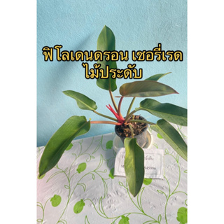 ฟิโลเดนดรอน เชอรี่เรด🌿ไม้ประดับ 🌿เลือกต้นได้📌รับประกันความเสียหายจากการขนส่ง