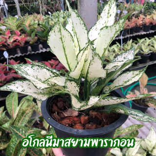 สยามพารากอน อโกลนีมา ขาวสวยต้นไม้มงคล ส่งทั้งต้นพร้อมกระถาง ฟอร์มสวย คุณภาพ ราคาดีถูกที่สุด