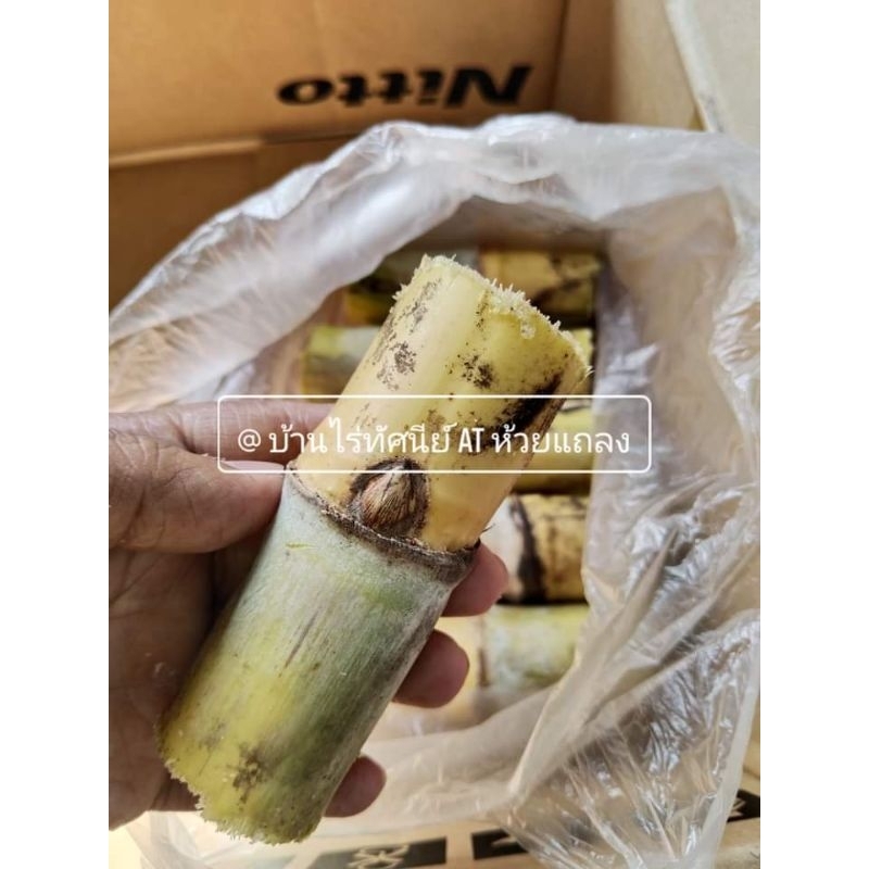 ท่อนพันธ์อ้อนสุพรรณ50 อ้อยคั้นน้ำ(1 ชุด 20 ข้อตา) ตัดสด