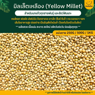 มิลเล็ตครีม Creamy Millet เกรด A สะอาด ไร้ฝุ่น อาหารนกแก้วทุกสายพันธุ์ (แบ่งขาย 250G / 500G / 1KG)