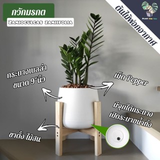 🌿🍃 กวักมรกต (Zz Plant) (ฟอร์มกอใหญ่) ต้นสูง 40-50 Cm. กระถางพลาสติก+จานรอง+เม็ด Popper+ขาตั้ง (ต้นไม้ฟอกอากาศ)