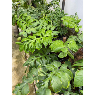 ฟิโลเดนดรอน ก้ามปู ฟิโลก้ามปู Philodendron distantilobum