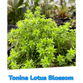 Tonina Lotus Blossom กิ่งละ 50