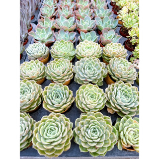 Echeveria love roll rose