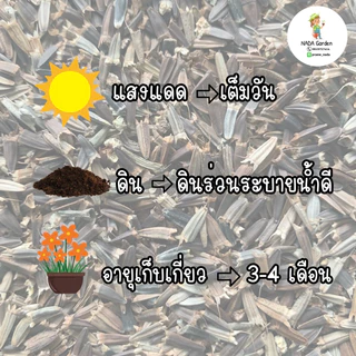 เมล็ดพันธุ์ทานตะวันเม็กซิกัน (Mexican sunflower/Tithonia)บรรจุ 100 เมล็ด สายพันธุ์ OP แท้