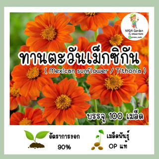 เมล็ดพันธุ์ทานตะวันเม็กซิกัน (Mexican sunflower/Tithonia)บรรจุ 100 เมล็ด สายพันธุ์ OP แท้