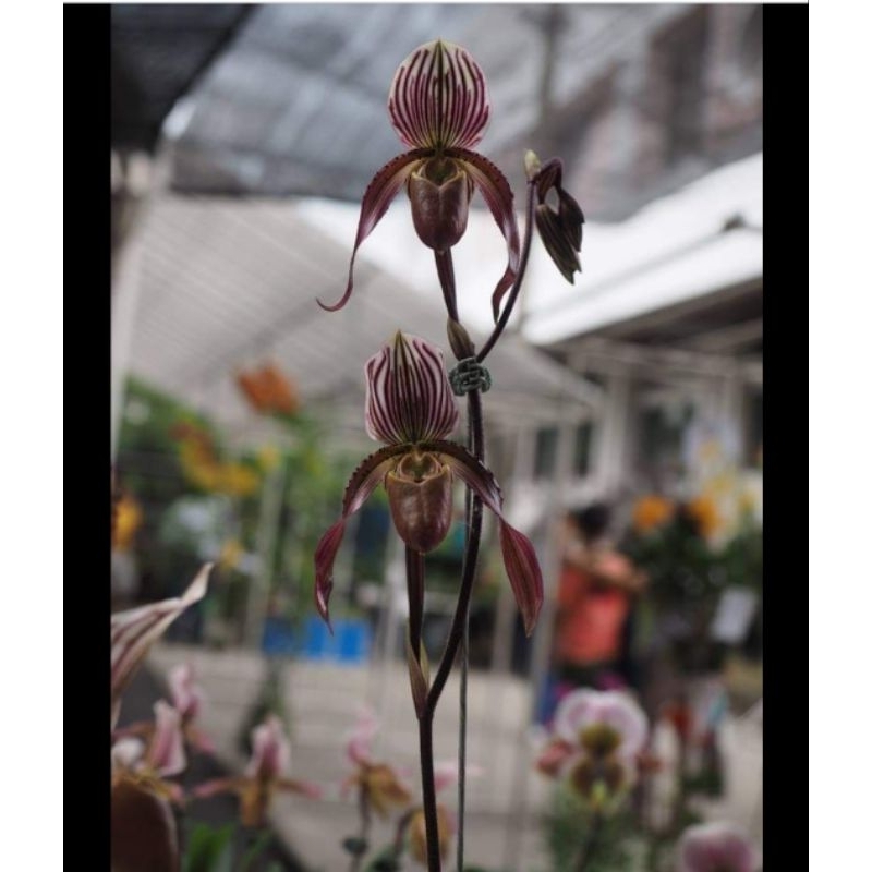 Paph.barbatum'x	Paph.philippinense