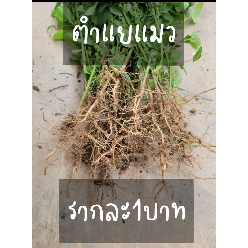 Plants 1 บาท รากตำแยแมว1บาท *สั่งขั้นต่ำ10ราก* 10แถม2 , 20แถม5 , (สด สะอาด ปลอดภัย ไร้สารพิษ) Home & Living